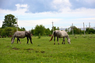 Obraz premium gray and white horses feeding on the green pasture with cloudy sky on background