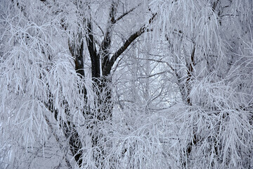 A black tree trunk with brunches white of snow on an winter frosty day, selective focus
