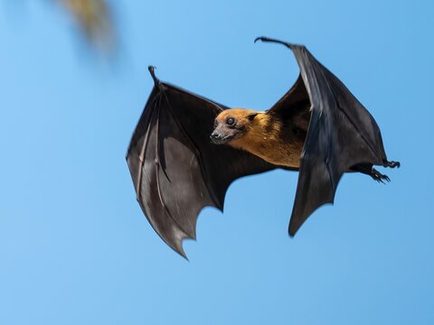 Fruit Bat in flight