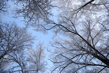 Bottom view on birches with brunches white of snow and frost, selective focus