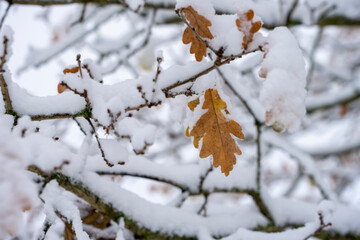 snow covered branches