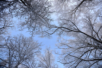 Bottom view on birches with brunches white of snow and frost, selective focus