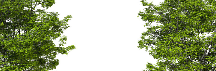 Copy space with nature green trees transparent isolated backgrounds 3d rendering png file