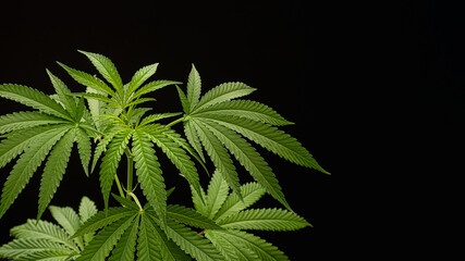Cannabis plant against a black background. Texture marijuana leaves