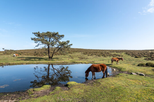 Caballos salvajes en el alto de A Groba, entre Baiona y Oia (Galicia, Espa&ntilde;a)