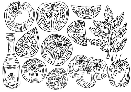 Hand drawn tomato set. Tomatoes, slices, halves, cherry tomatoes and bunch isolated on white background. Outline ink slyle sketch. Vector coloring illustration. © Rina Design