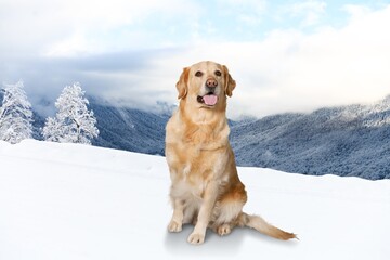 cute young smart dog pet posing in snow