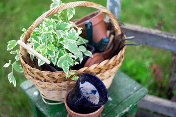 Fototapeta na wymiar flowers for planting