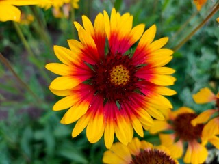 Blooming gaylardia in the garden. Close-up of a colorful gaillardia flower.