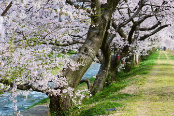 舟川べり桜並木。富山、日本。4月中旬。