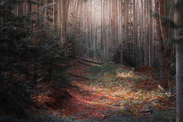 Mysterious forest in the Carpathians, view of the forest during autumn, beautiful beech trees and...