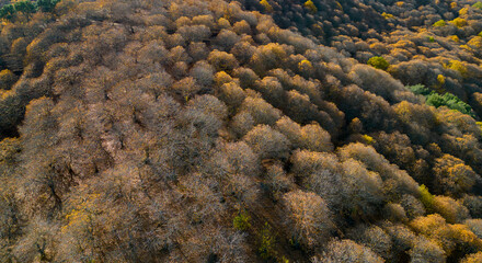 vista del frondoso bosque del cobre en el valle del Genal, Andalucía