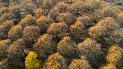 vista del frondoso bosque del cobre en el valle del Genal, Andalucía