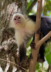 White-faced Capuchin Monkey