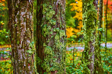 Trio of trees in detail covered in moss and lichen