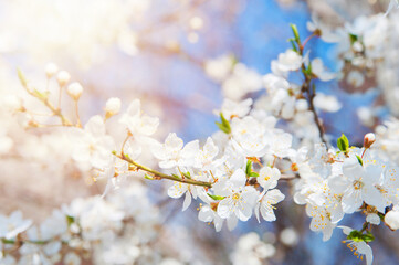 Springtime greeting card and copy space. Blooming spring trees close up.