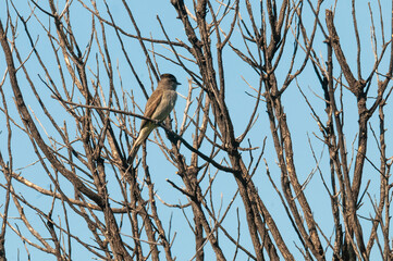 Crowned Slaty Flycatcher in Calden Forest environment, La Pampa Province, Argentina.