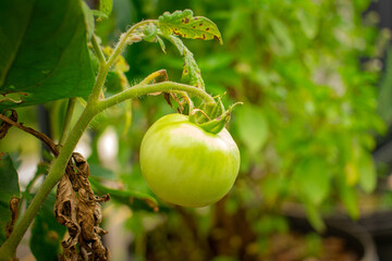 Mudas de tomate gerando frutos.