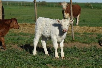 White Shorthorn calf , in Argentine countryside, La Pampa province, Patagonia, Argentina.