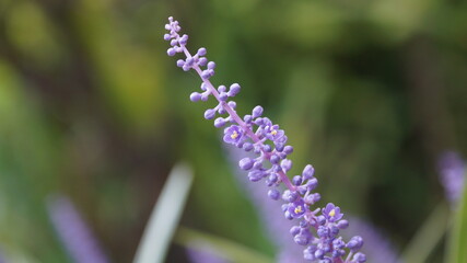 野に咲く可憐な花々や植物達