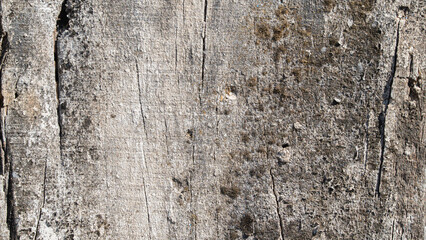 Old wood, wooden board texture