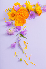 summer flowers  on violet paper background