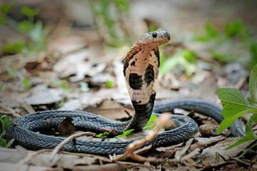 snake in the grass