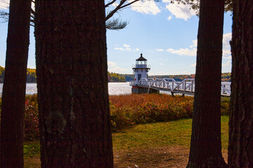 View through dark tree trunks of small white Maine lighthouse with fields of red plants