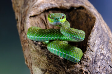 green pit viper on branch