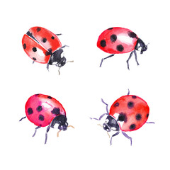 Ladybug, red insect, beetle, bugs, watercolor illustration  © EleniAnna