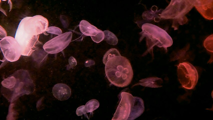 Trimble jellyfish in black background.
they are live jellyfish in aquarium