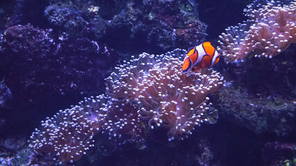 Soft corals reef and clownfish in orange tones.