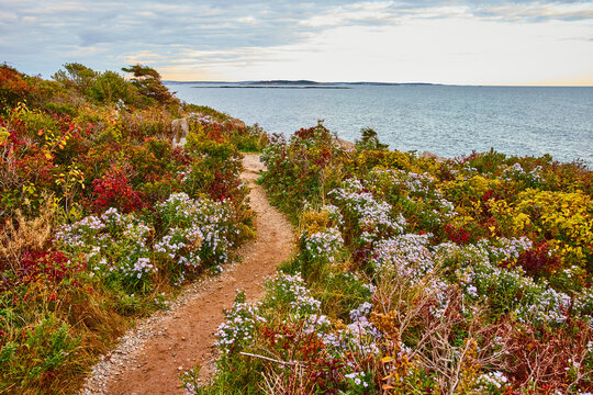 Simple dirt path through fields of flowers leading to the ocean coast