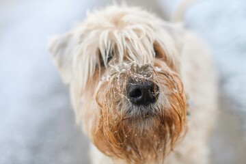close up of a soft coated wheaten terrier with a cold frosty nose