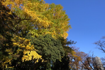 Fototapeta premium 日本 埼玉の風景