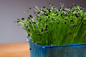 Healthy food, young sprouts plants of green chives onion ready for consumption growing in blue plastic box