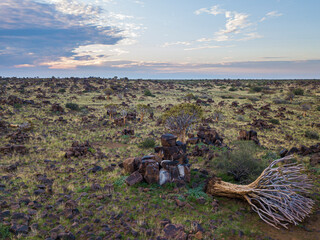 Quiver Trees Forest in Namibia.