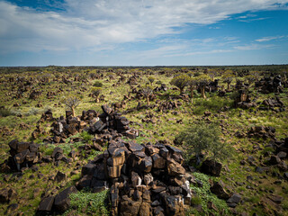 Quiver Trees Forest in Namibia.
