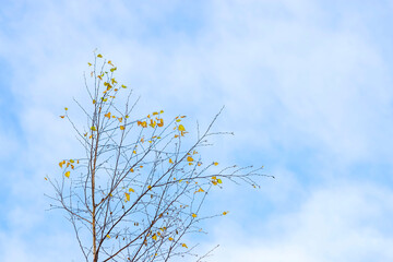 Birch branch with yellow leaves against a blue sky with clouds