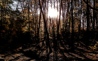Obraz premium Autumn forest in sunny day, Poland.