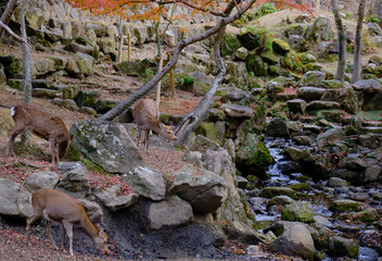 風景素材　晩秋の奈良公園　吉城川と鹿