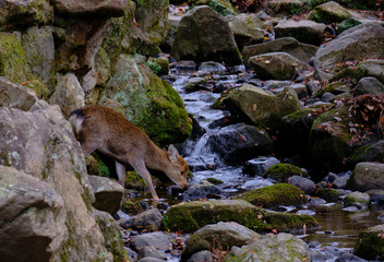 風景素材　晩秋の奈良公園　吉城川と鹿