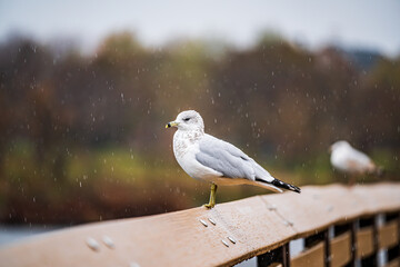 seagull perched on the pier