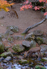 風景素材　晩秋の奈良公園　吉城川と鹿