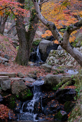 風景素材　晩秋の奈良公園の紅葉と吉城川