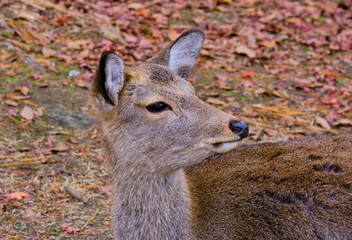 風景素材　奈良公園の鹿のポートレート