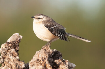 Chalk browed Mockingbird, La Pampa Province, Patagonia, Argentina