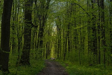 Fototapeta premium romantic mountain bike sport route, tree tunnel shadow on forest thickets dirt road, truck tyre tracks, spring flowers vegetation, desolate bicycle way, seasonal active rest concept, feeling nature