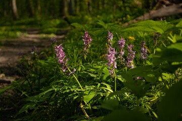 forest thickets dirt road route, mysterious meadow with violet fumewort plants, in tender wind, romantic mood, tree trunks in background, light and shadow play, spring awakening ecotourism concept