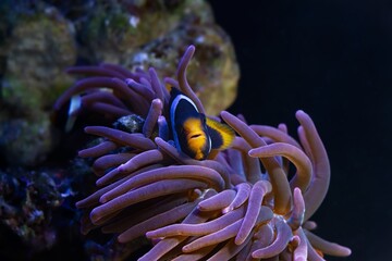 Naklejka na ściany i meble Clark's anemonefish symbiotic coexistence with bubble tip anemone, fluorescent animal move tentacles, live rock stone reef marine aquarium require professional experience, LED blue low light